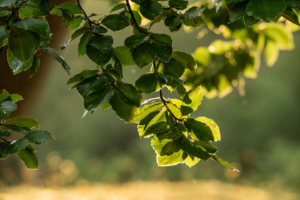 Abendsonne scheint durch regennasses Buchenlaub