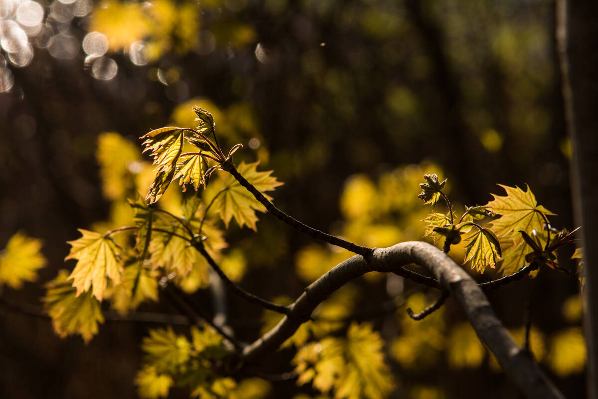 Ahornblätter im abendlichen Gegenlicht im Frühling an einem Zweig