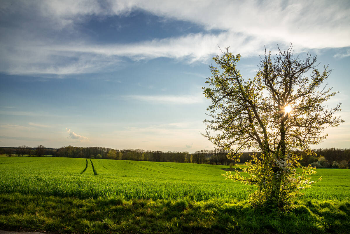 Baum am Feldrand im Gegenlicht unter blauem Himmel