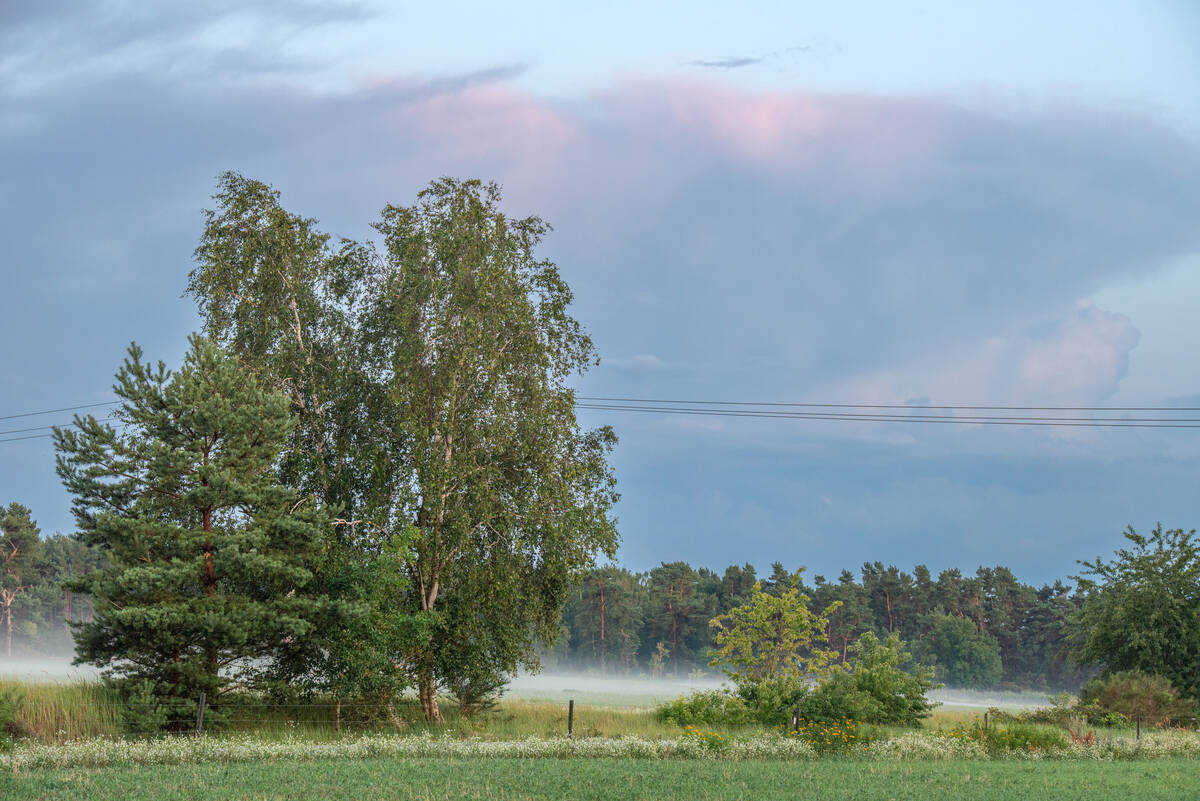 Baumgruppe in der Abenddämmerung