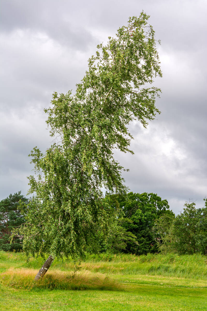 Birke auf einer Wiese, von Wind und Sturm geneigt