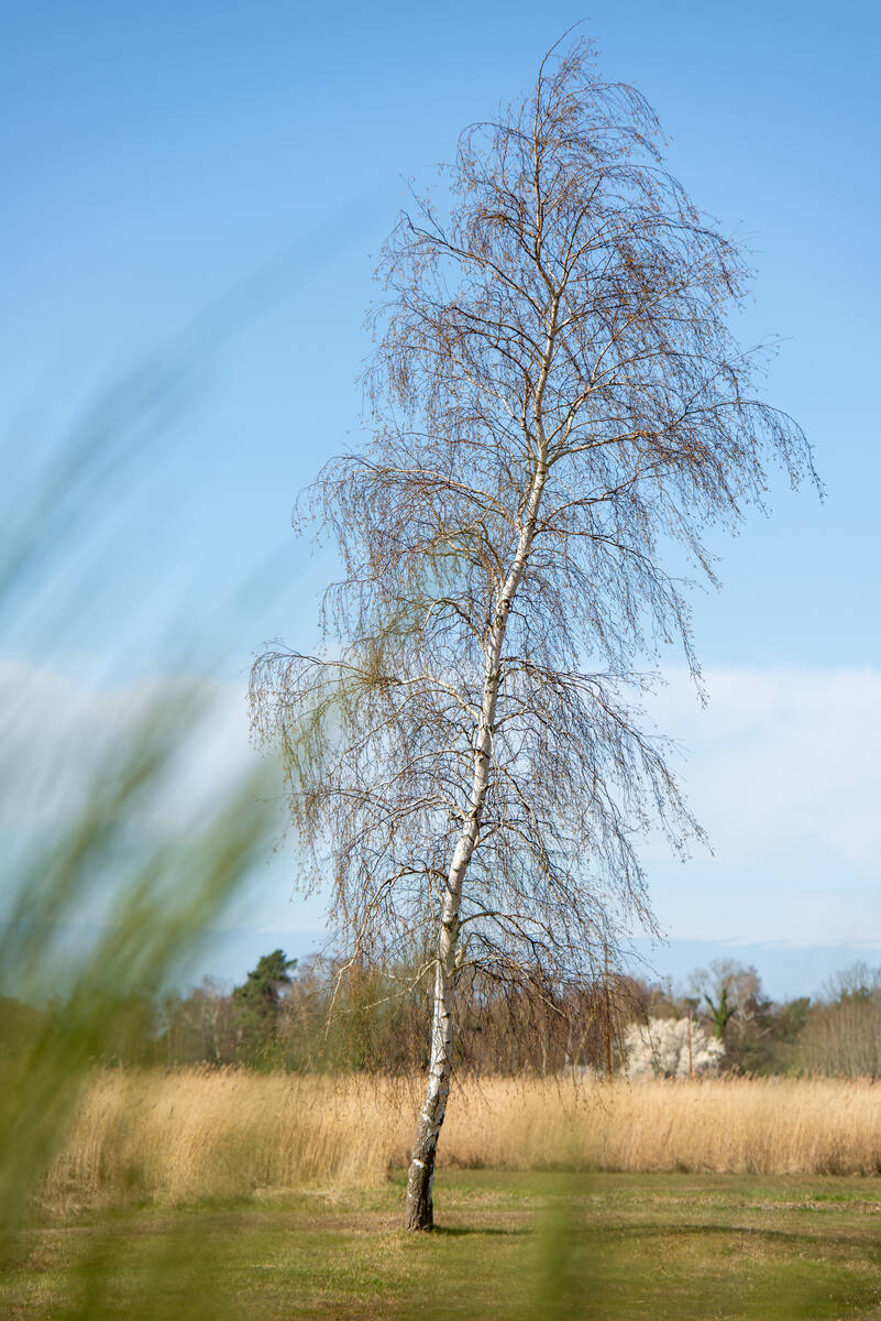 Birke vor gelben Schilfgürtel am Bodden und blauem Himmel mit noch nicht aufgeblühten Kätzchen