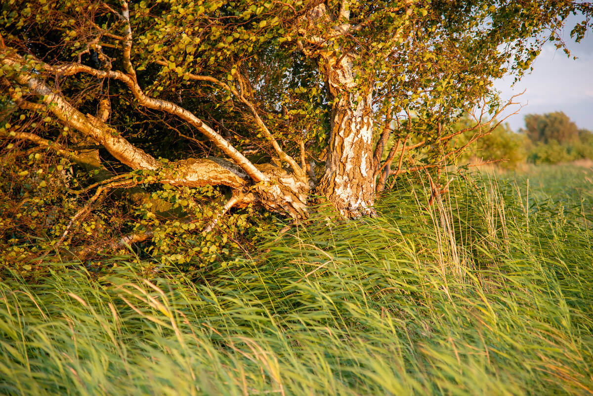 Birke im Abendwind