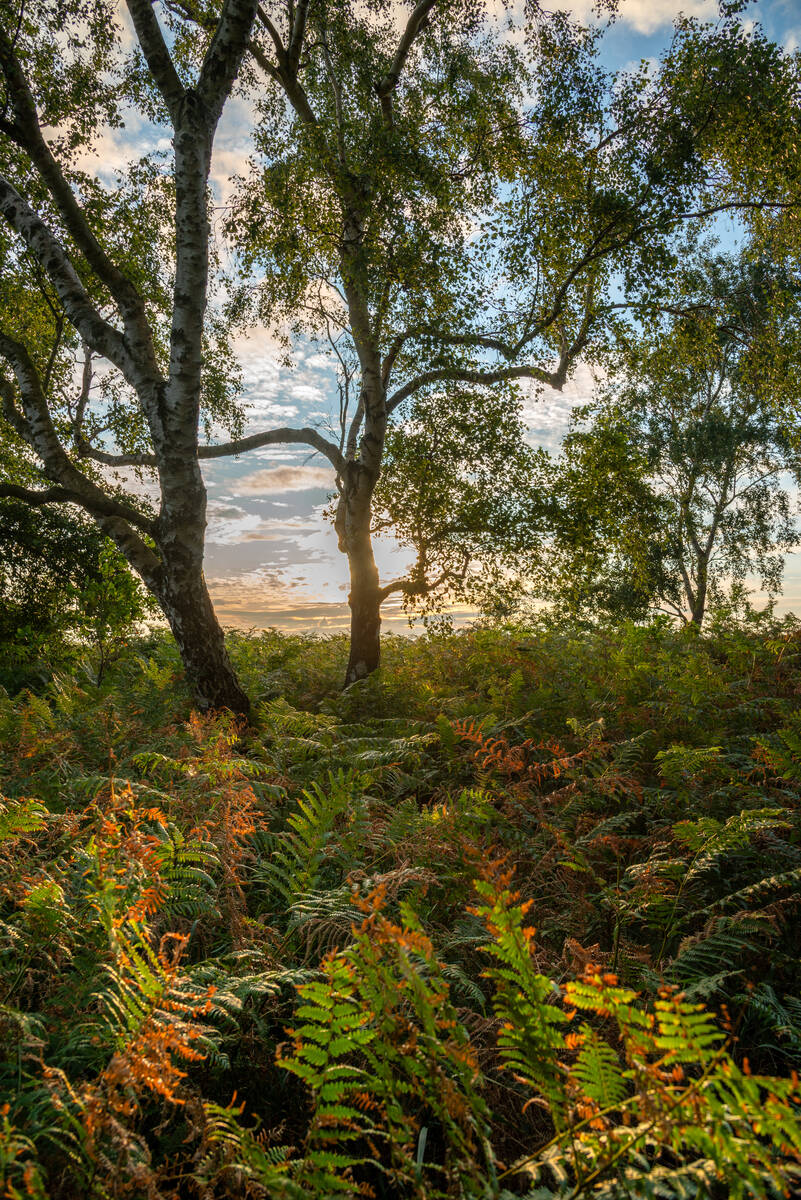 Birken und Farne bei Sonnenuntergang