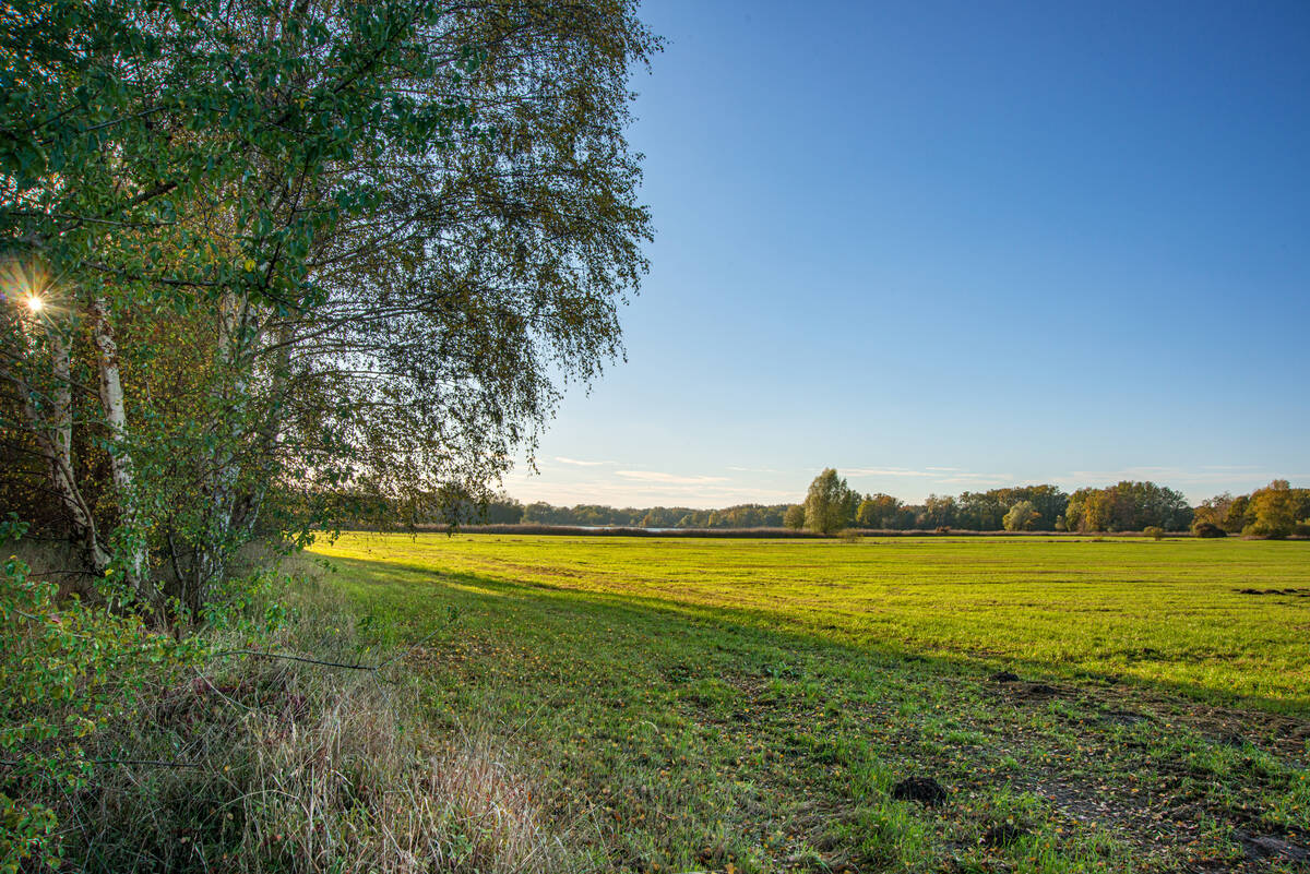 Birkengruppe im Schatten, durch die die Abendsonne durchbricht