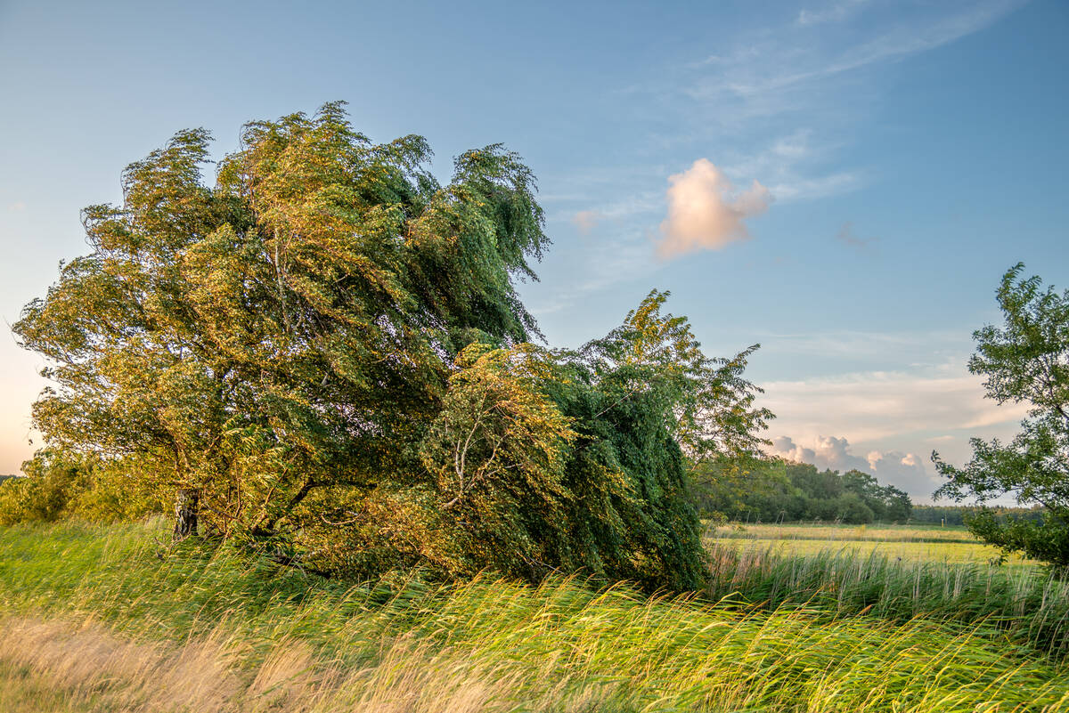 Birkengruppe im Wind in der Abendsonne