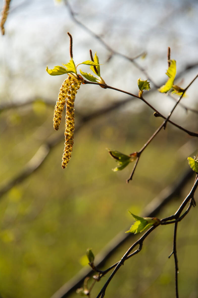 Birkenkätzchen in Blüte mit ersten grünen Blättchen