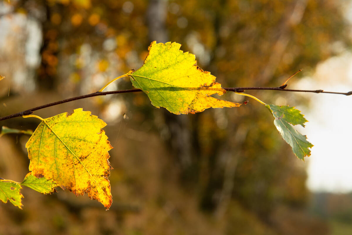 Birkenlaub an einem Zweig im Gegenlicht der Sonne, dem der Herbst hat seine Farben gegeben hat