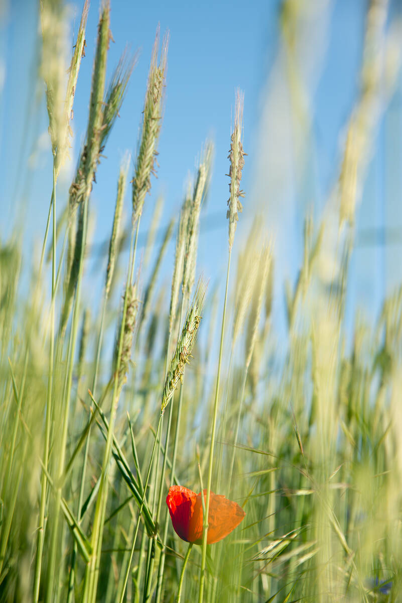 Blühende Roggenähren mit Mohnblume und Gräsern