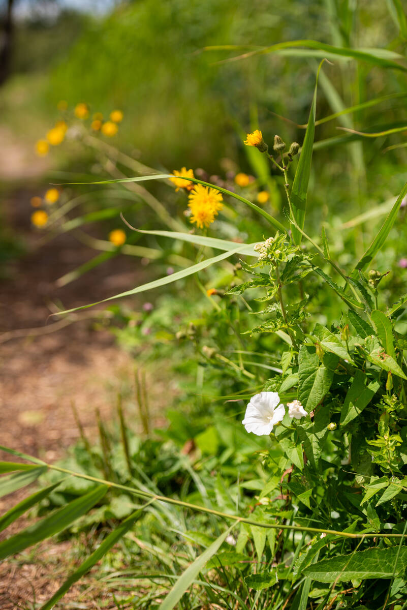 Blühende Wegkante im Sommer