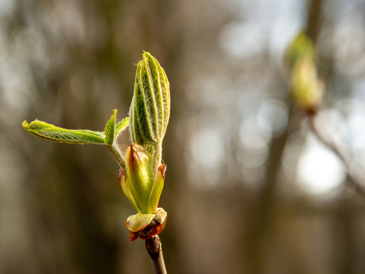 Blattknospen einer Kastanie, die gerade aufgehen bei bedecktem Himmel an einem kalten Tag Anfang April