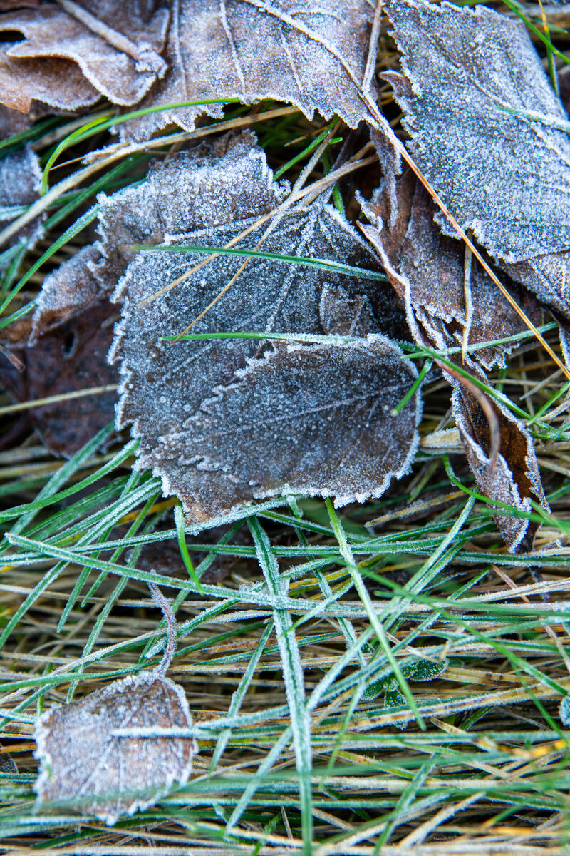 Braunes Birkenlaub mit Raureif im Gras