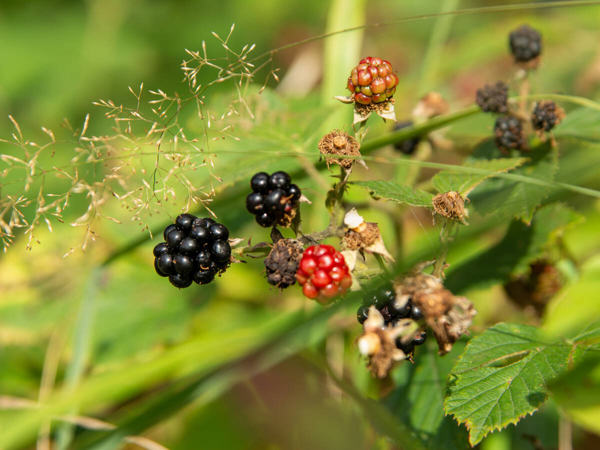 Brombeeren in verschiedenen Reifestadien