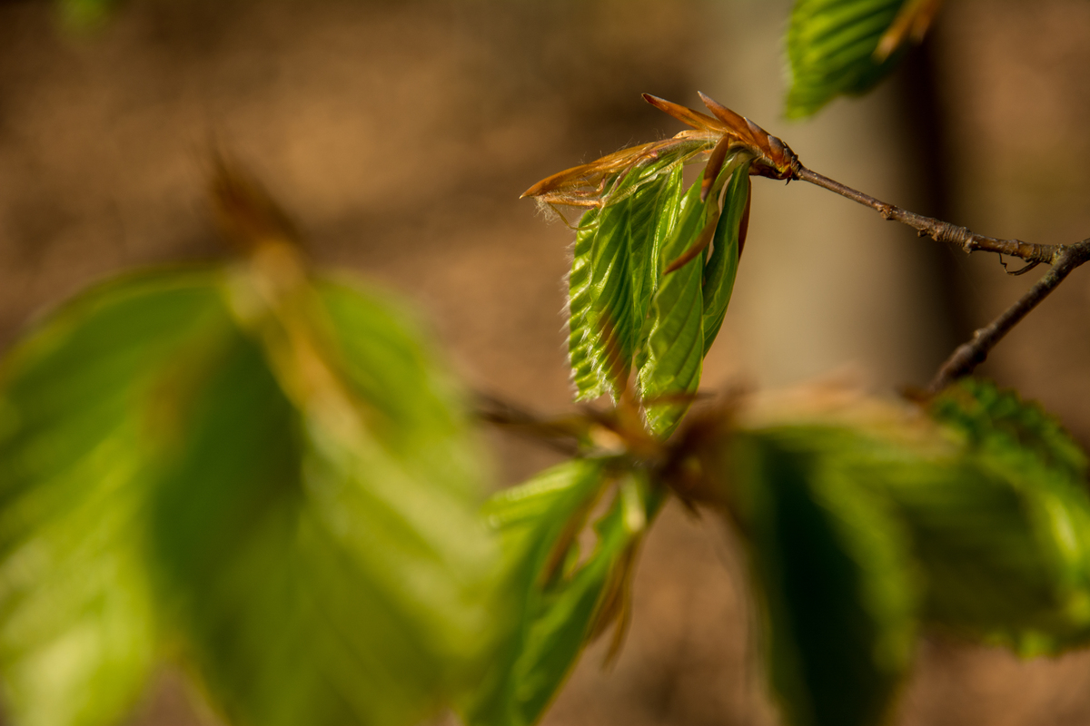 Buchenblätter frisch aus der Knopse vor waldigem Hintergrund