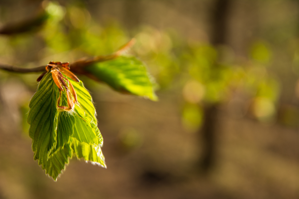 Buchenblätter frisch aus der Knopse vor waldigem Hintergrund in der Sonne