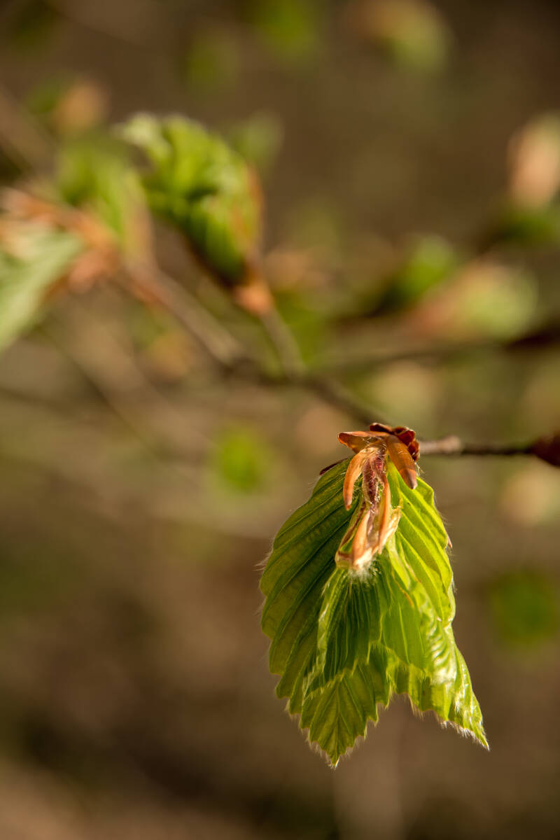 Buchenblätter frisch aus der Knopse vor waldigem Hintergrund