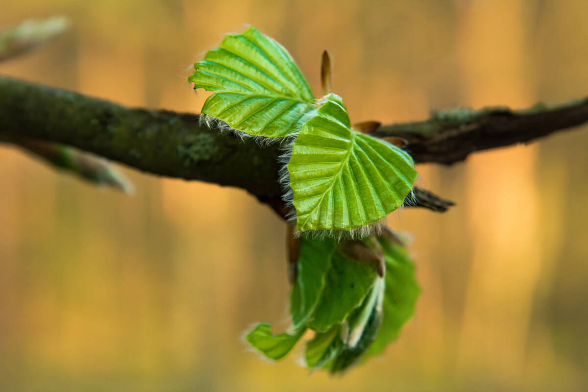 Buchenblätter ein einem holzigen Zweig im Frühling