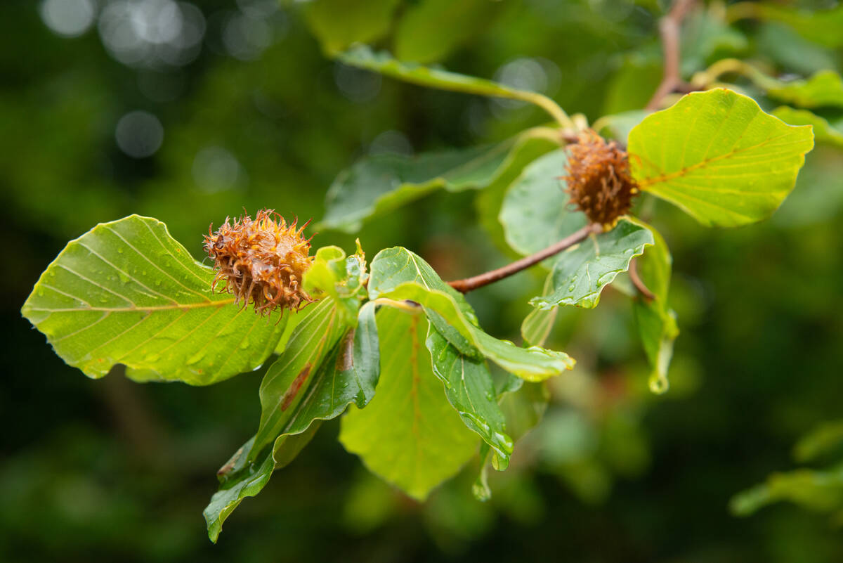 Buchenfrüchte nach dem Regen