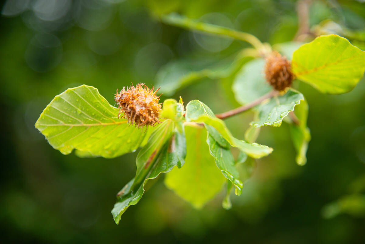 Buchenfrüchte nach dem Regen