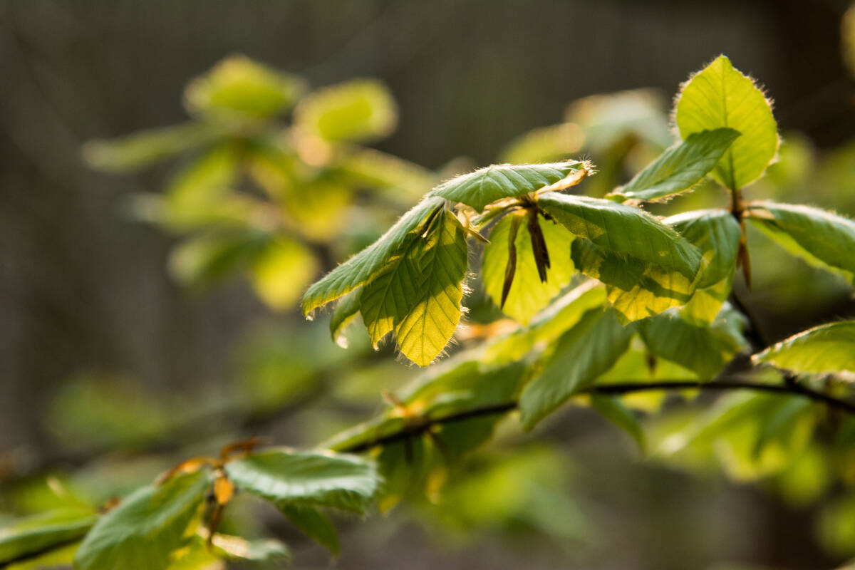 Buchenlaub im abendlichen Gegenlicht im Frühling