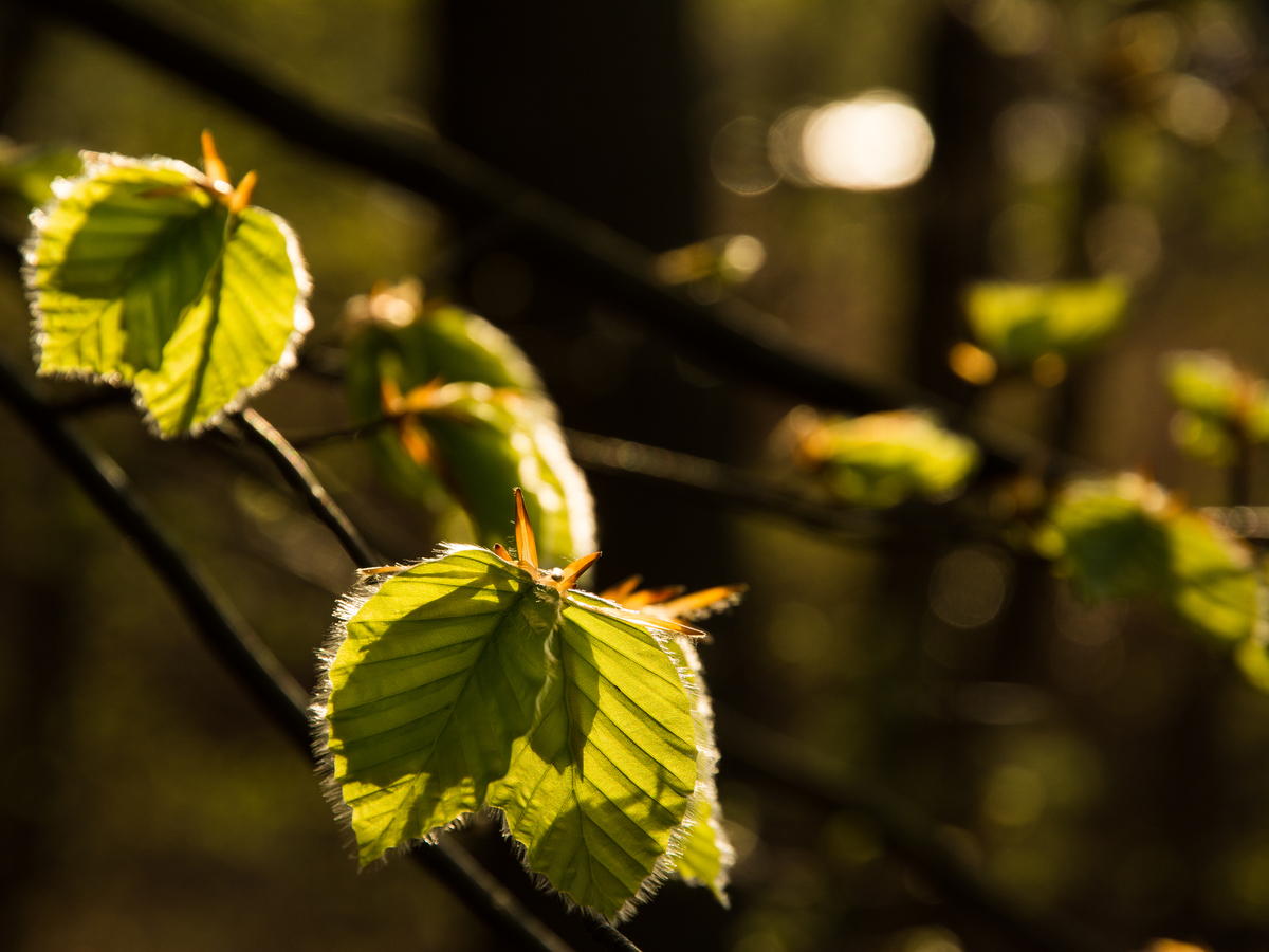 Buchenzweige mit frisch aufgebrochenen Knopsen vor waldigem Hintergrund