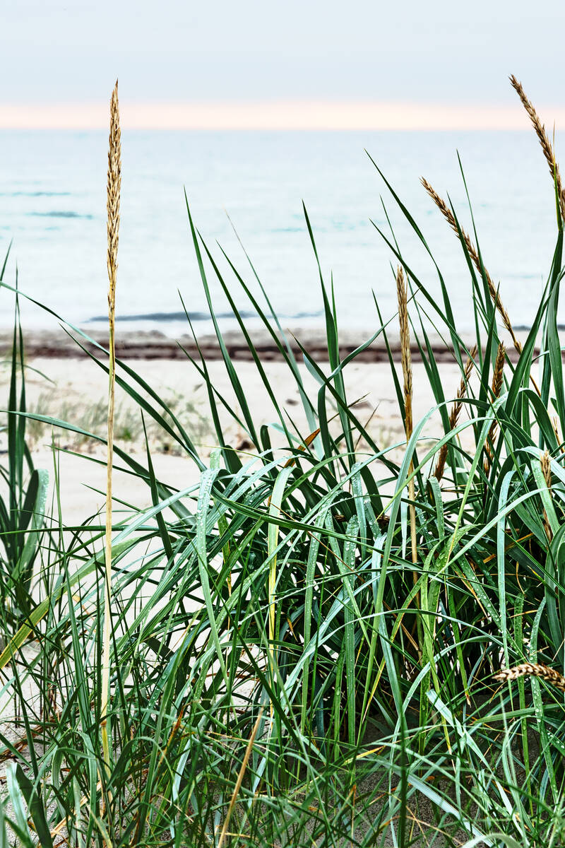 Dünengras am Strand vor ruhiger See mit Regentropfen auf den Halmen