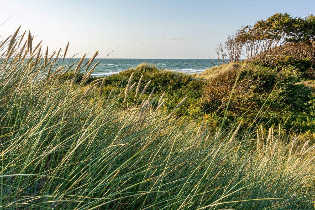 Dünenlandschaft am Meer