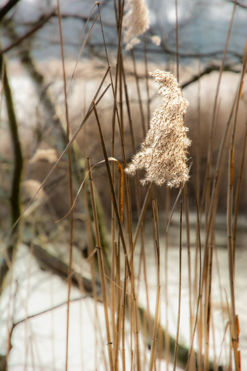 Dolde von Schilfgras in winterlichem Gegenlicht mit waldigem Ufer eines Sees im Hintergrund