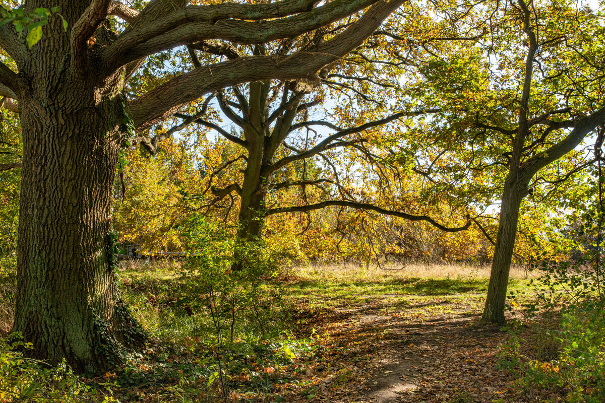 Eichen im bunten Herbst