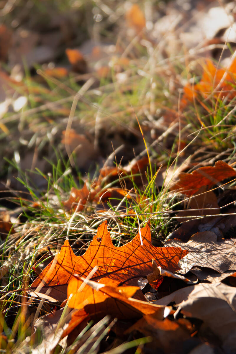 Eichenblätter im kaum noch grünen Gras im Gegenlicht