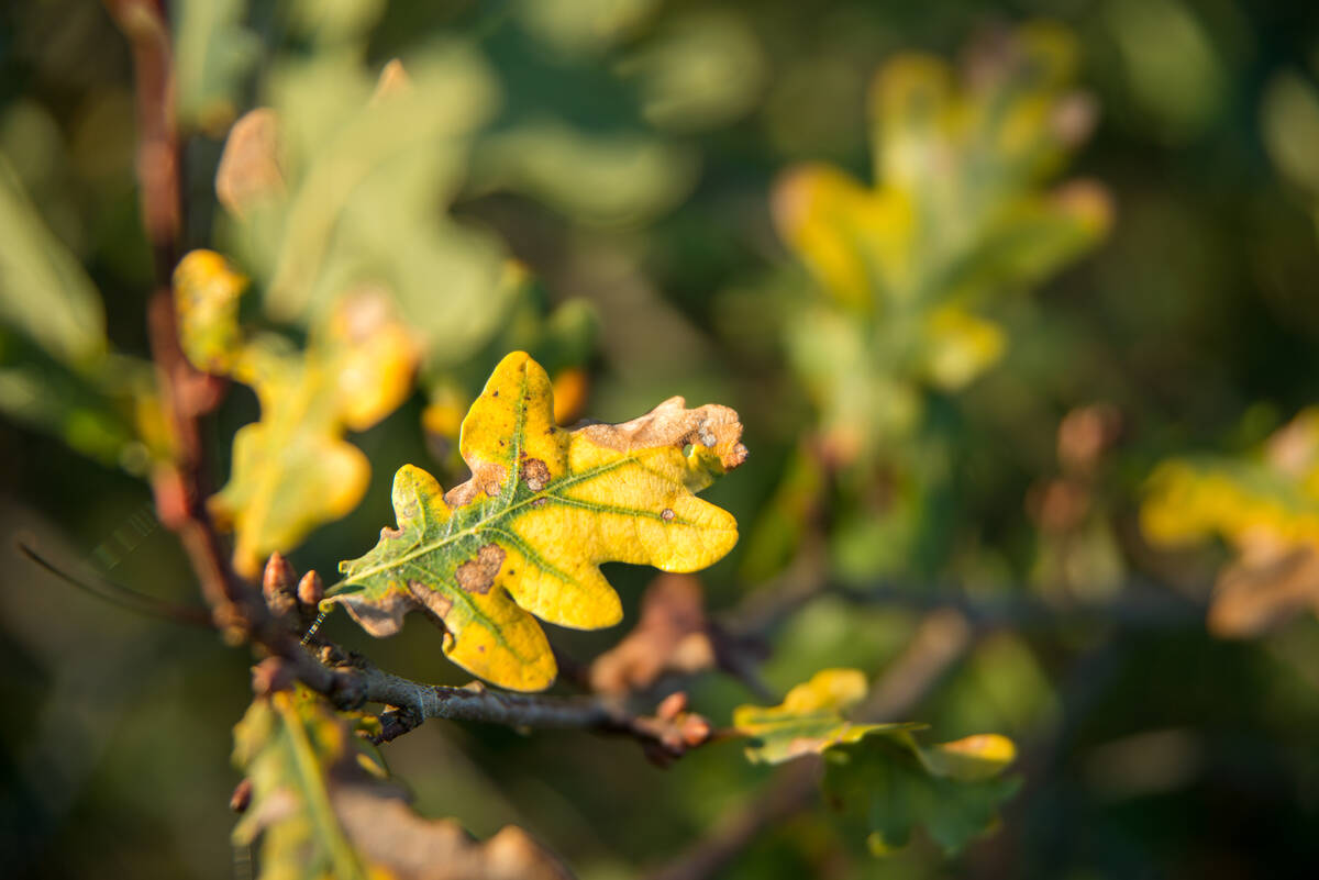 Eichenblatt am Baum Anfang November im Sonnenlicht – bereits neue Blattknospen am Zweig