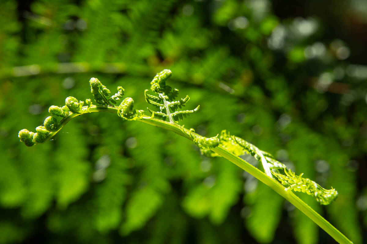 Entfaltung eines Farnwedels im Sommerlicht