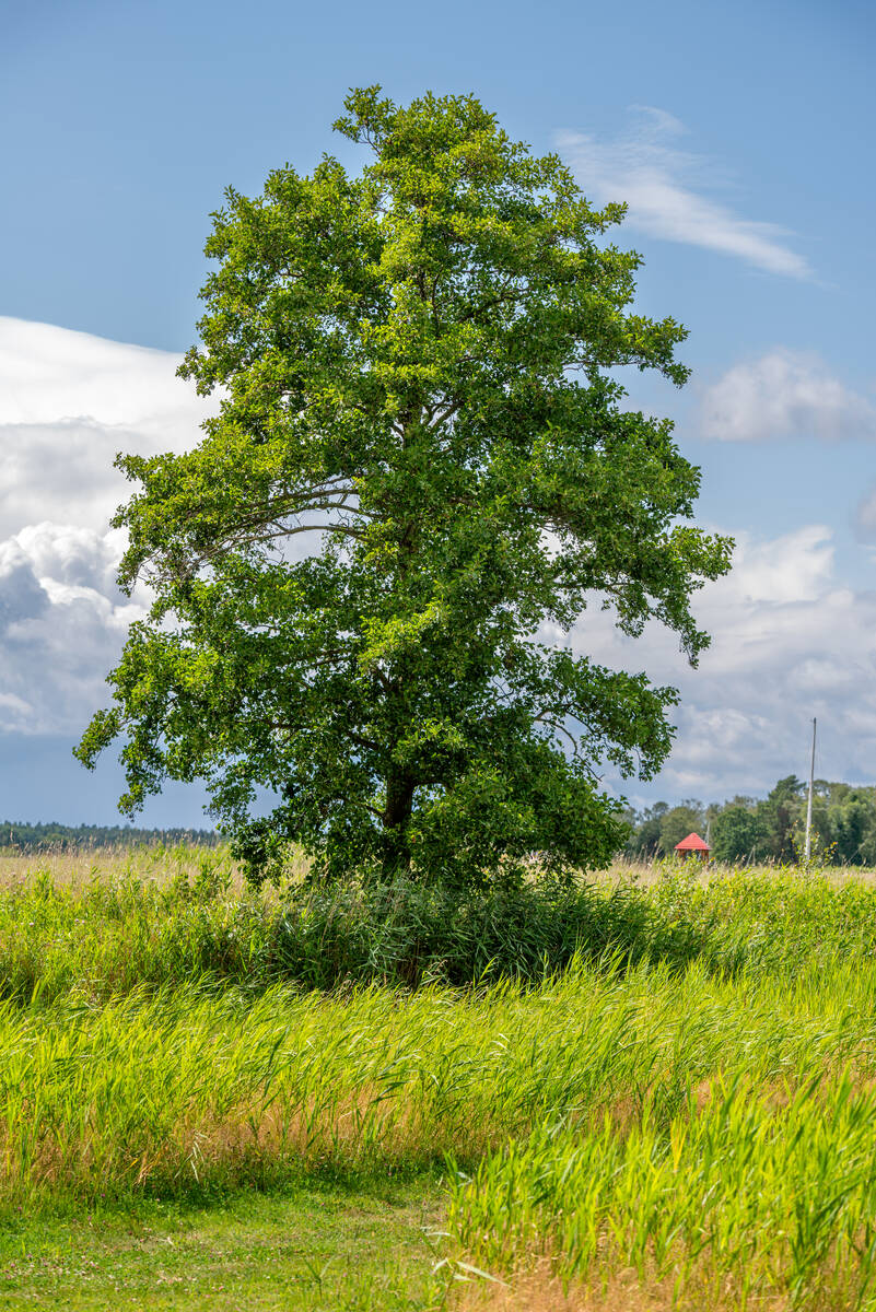 Erle am Boddenufer im Sommer