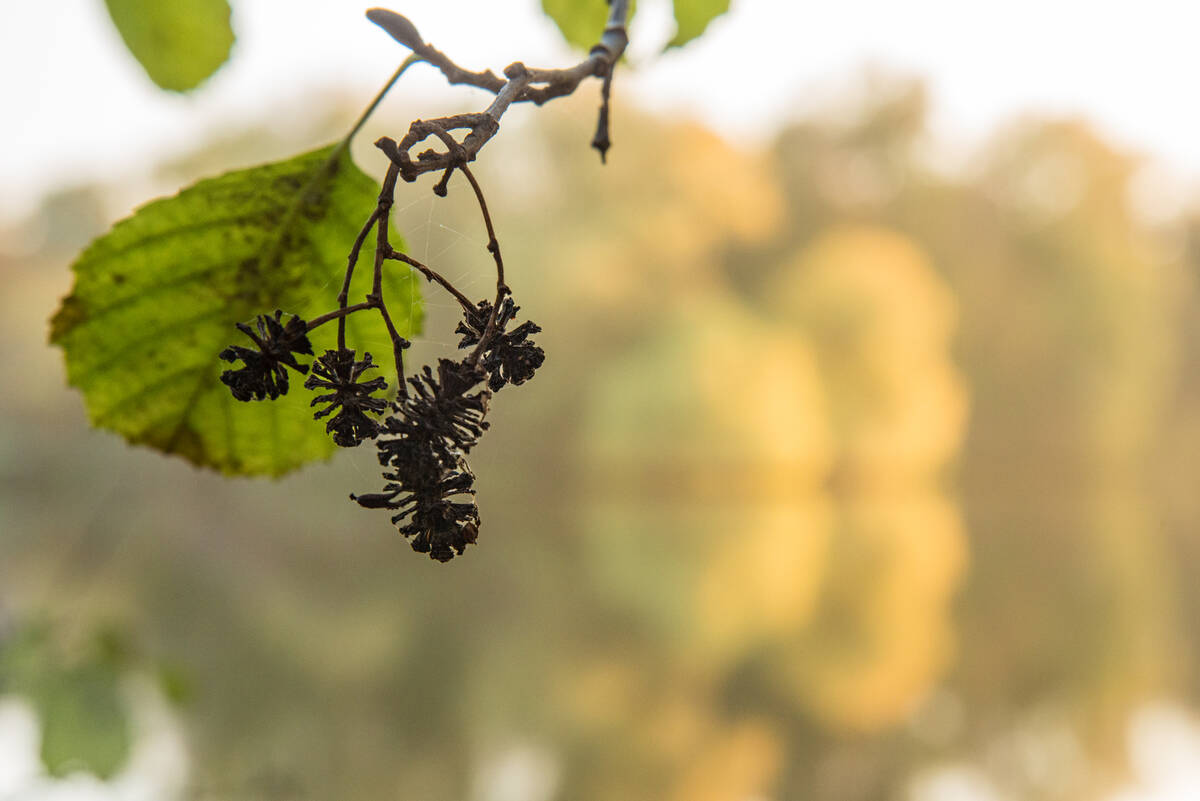 Erlenkätzchen vor gegenüberliegendem Ufer des Stadtkanals im Herbstlicht, das so unscharf ist, dass es nur noch aus Farbflächen besteht