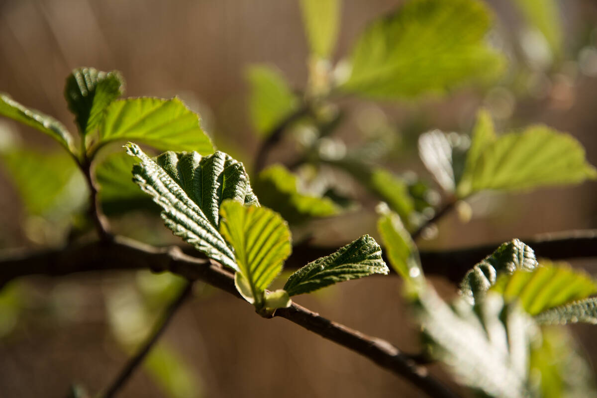 Erlenlaub im Frühling an einem Zweig