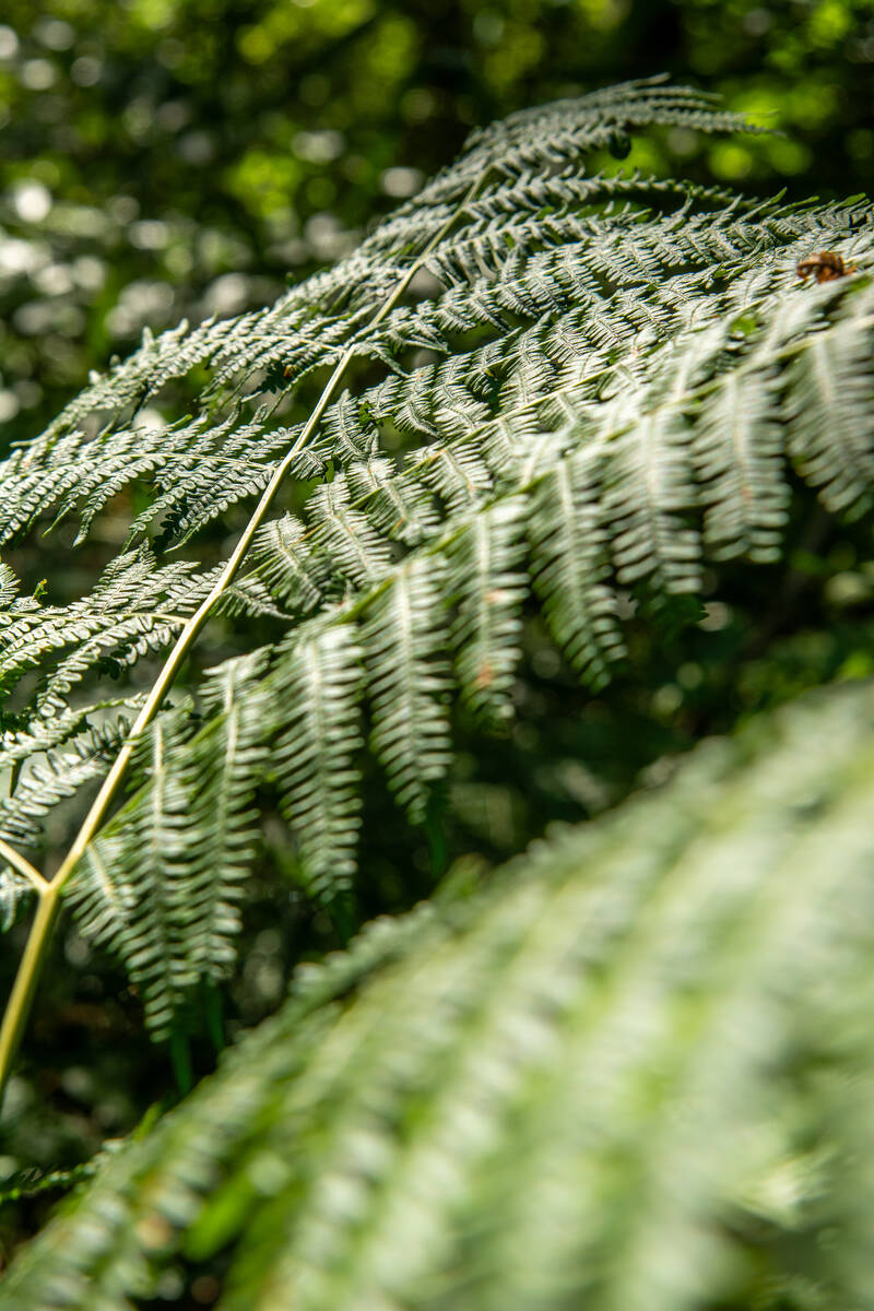 Farnwedel im glänzenden Gegenlicht mit dem Wald als unscharfem Hintergrund