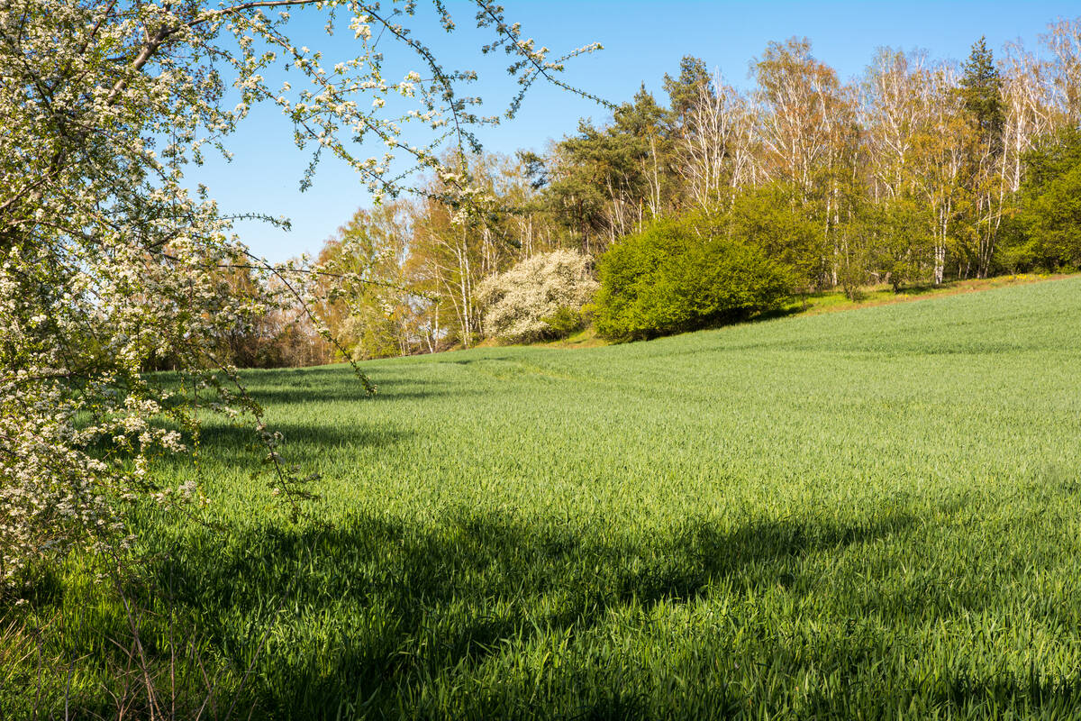 Feld mit blühenden Bäumen und Büschen am Rand