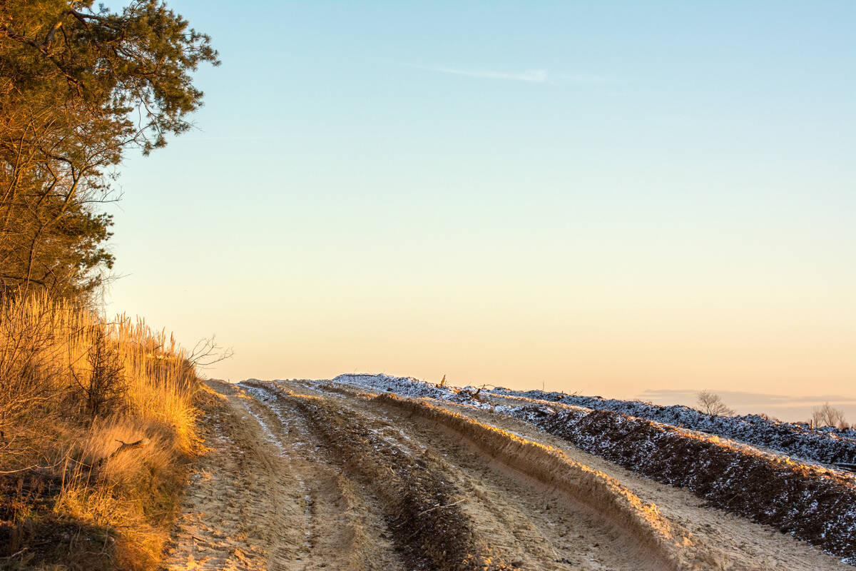 Feldrand mit Furchen im Winter; die tiefstehende Nachmittagssonne taucht die Gräser und Kiefern in akzentuiertes, aber warmes, strahlendes Licht