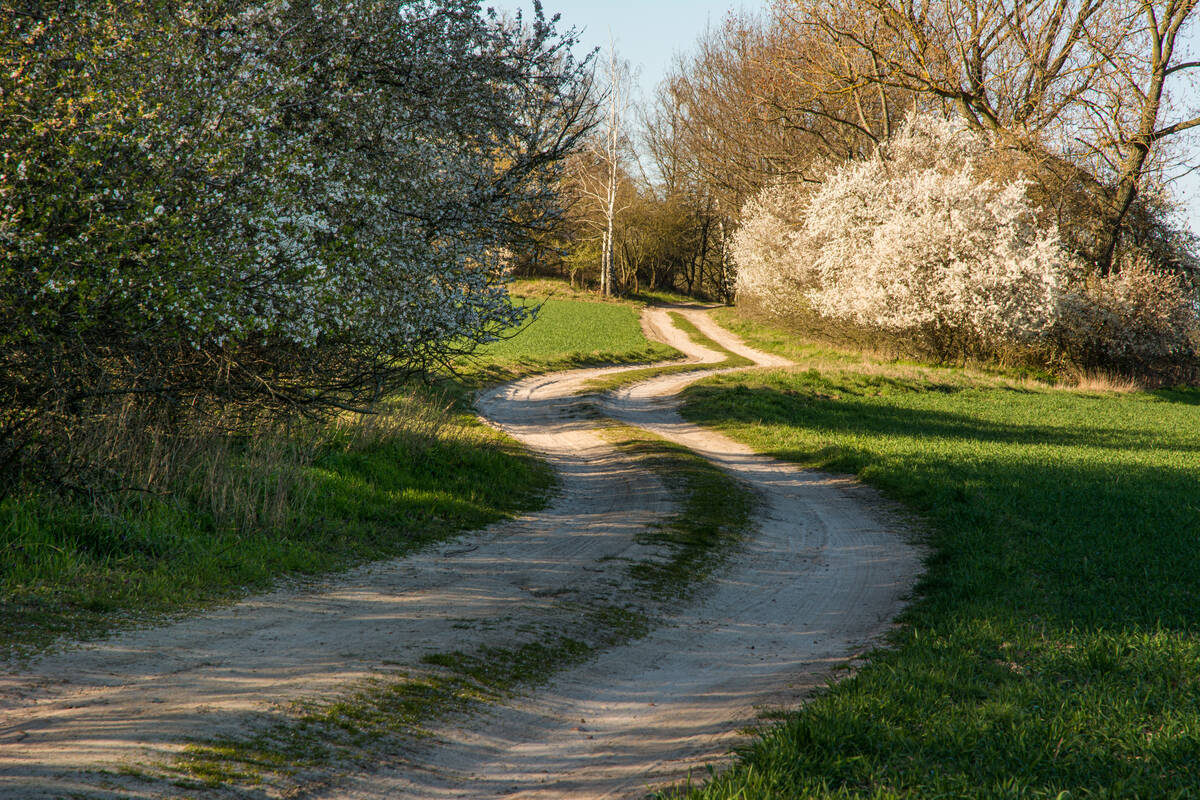 Feldweg im Frühling mit blühendem Busch