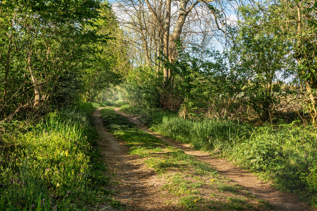 Feldweg mit üppigem Grün Ende April bei blauem Himmel