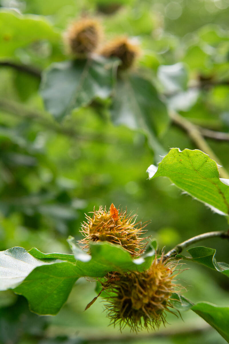 Früchte der Rotbuche paarweise am Baum