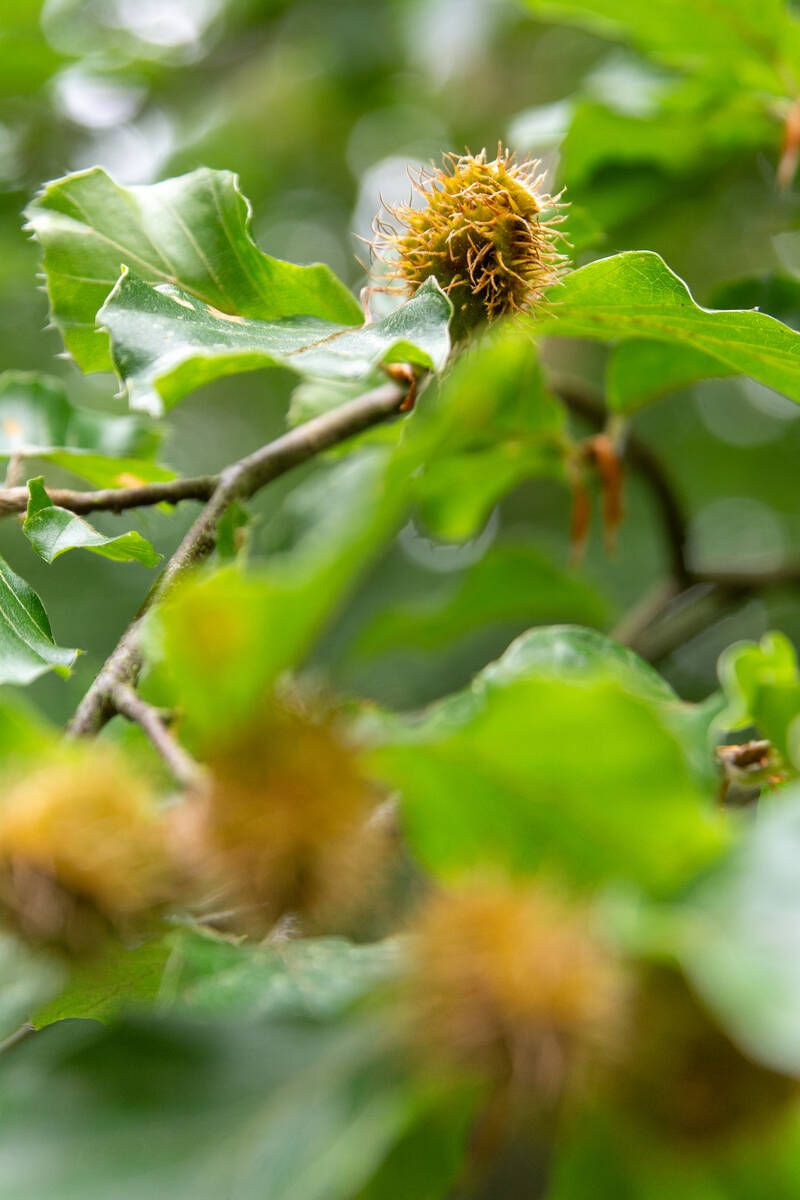 Früchte der Rotbuche an einem Zweig am Baum