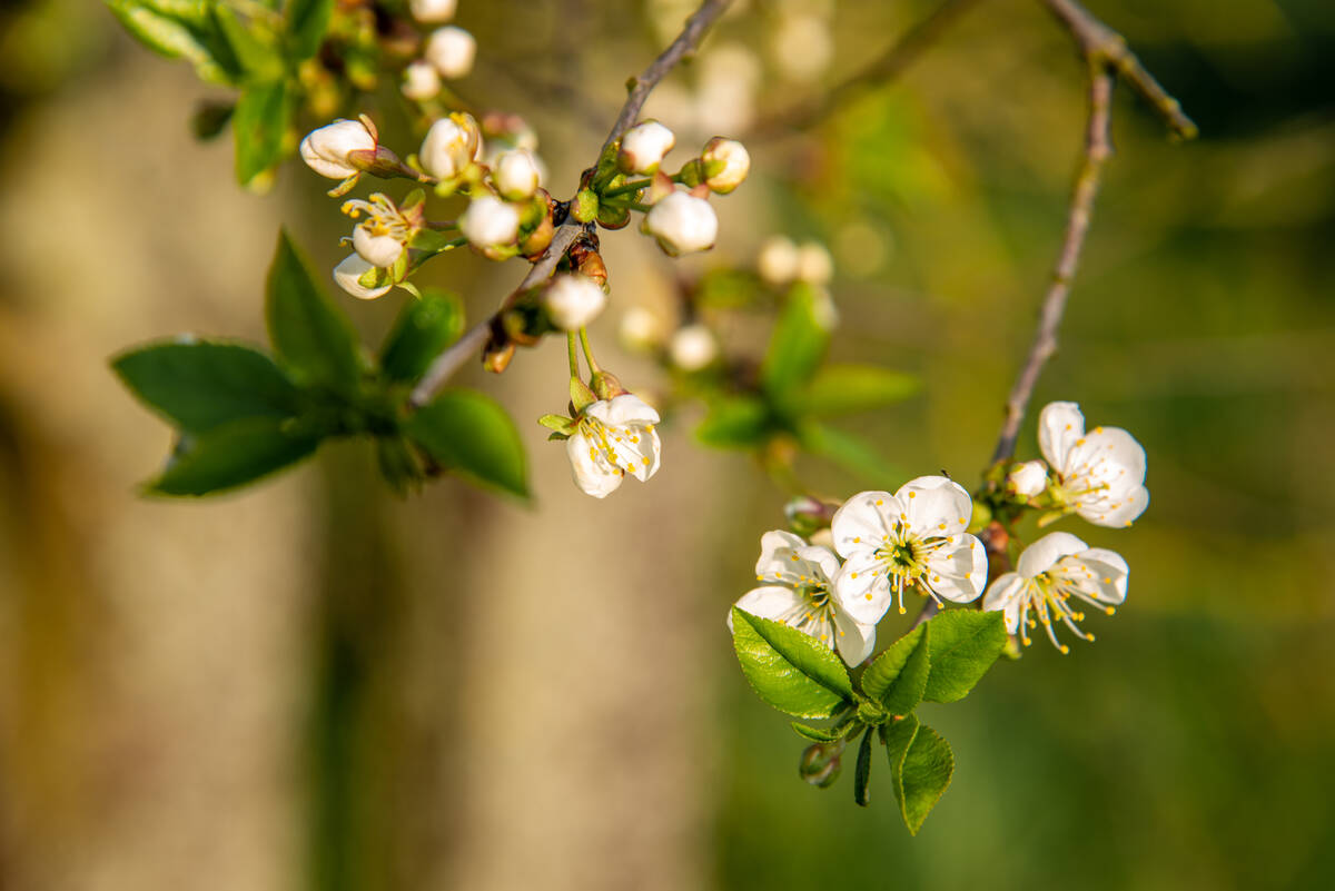 Frühlingsblüten an einem Baum am Feldrand