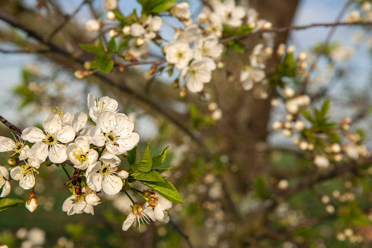 Frühlingsblüten an Zweigen mit ihrem Baumstamm im Hintergrund