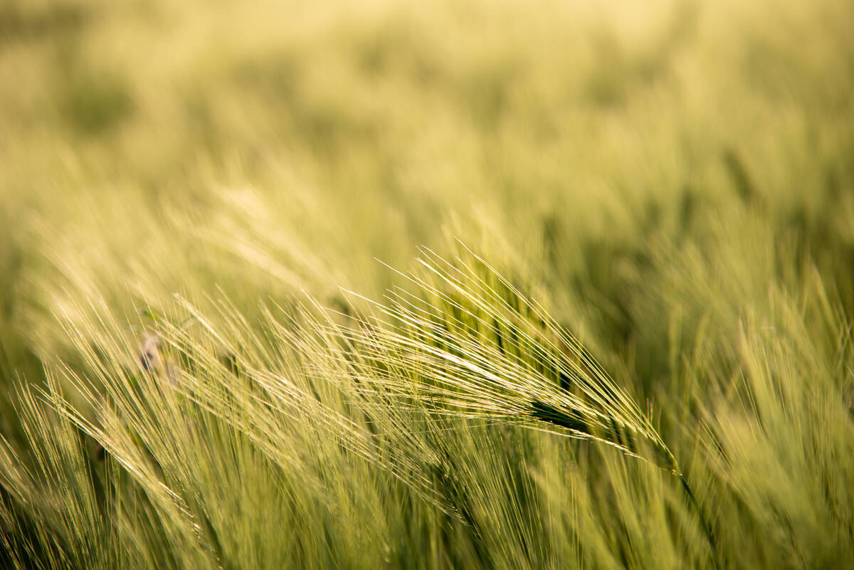 Gerstenähre im abendlichen Gegenlicht mit akzentuierten Grannen