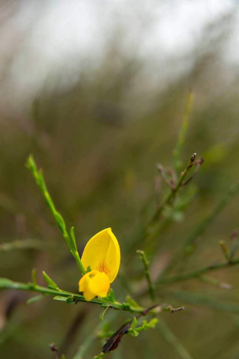 Ginsterblüte im Herbst