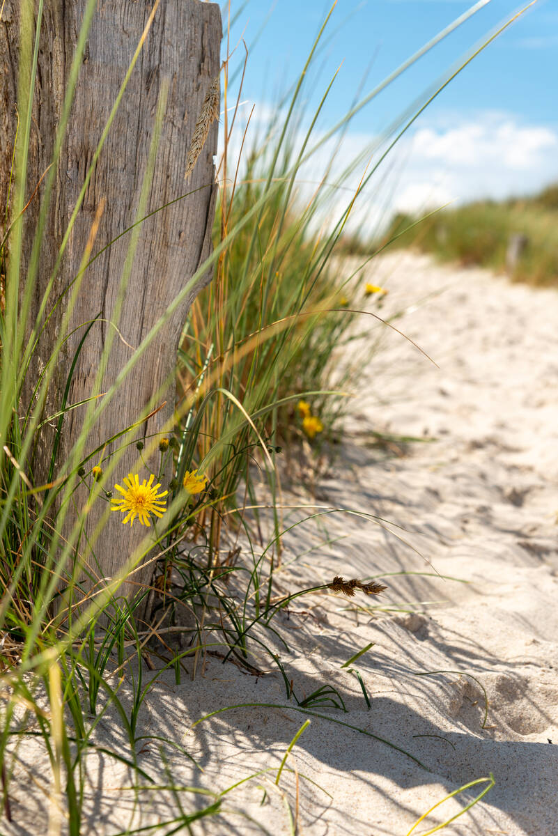 Glattes Habichtskraut am Dünenweg zum Meer