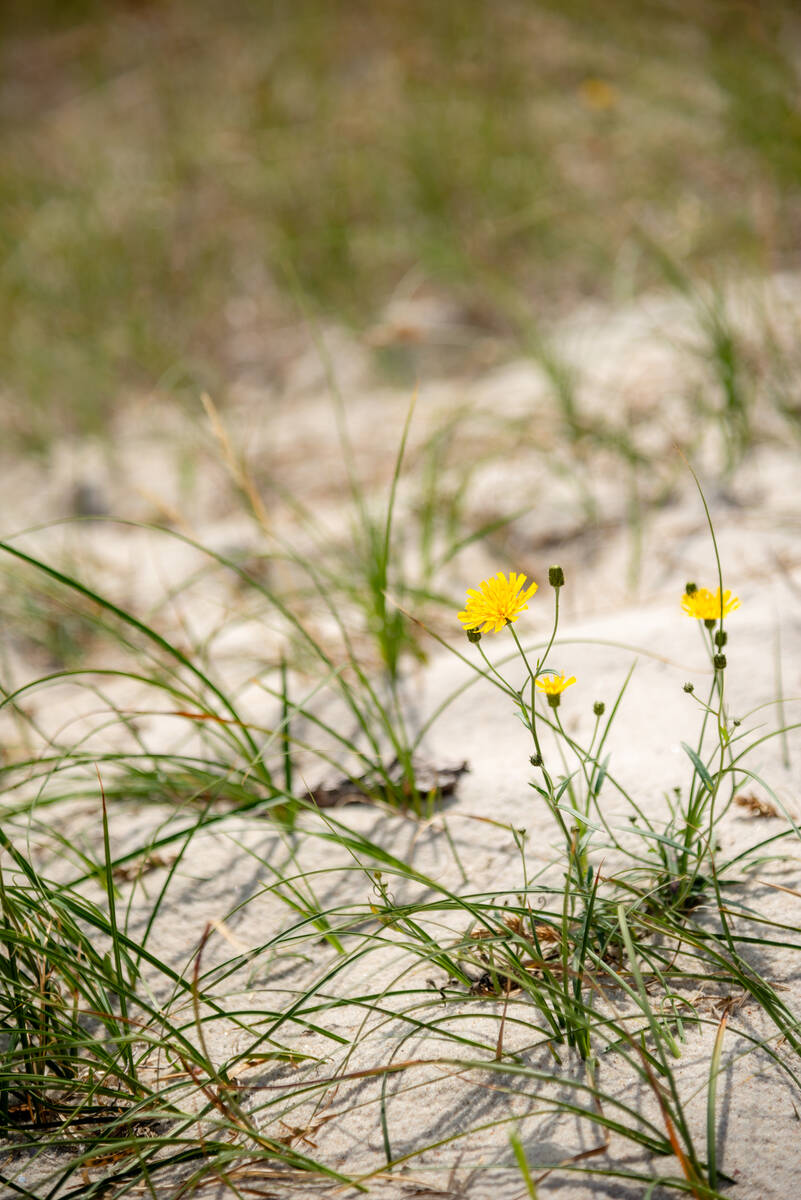 Glattes Habichtskraut als Teil der Vegetation in den Dünen