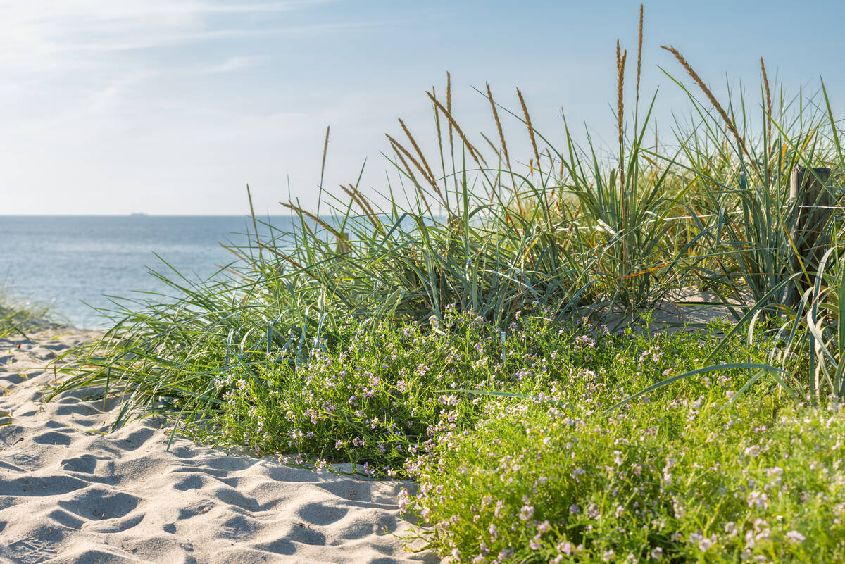 Gräser und Blüten am Ostseestrand