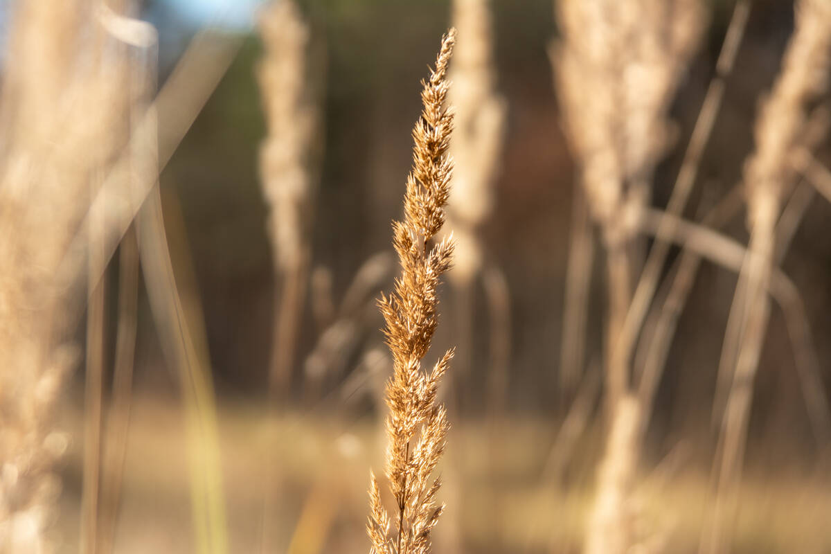 Grasdolde im Dezember zwischen anderen vor waldigem Hintergrund